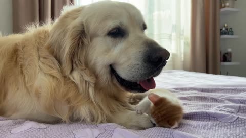 Tiny Kitten Demands Attention from Golden Retriever [Cuteness Overload]