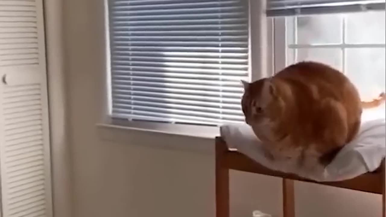 Funny Animal Video 1