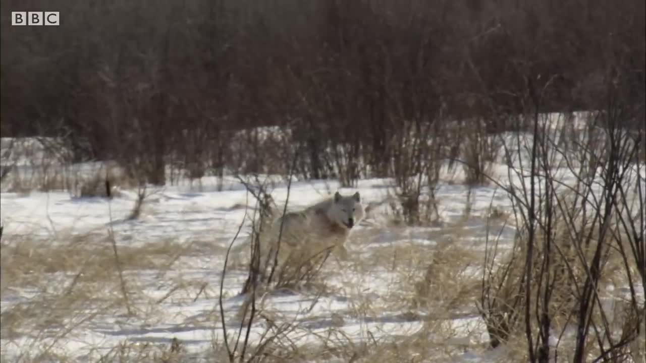 Wolf Pack Hunts Buffalo Herd | BBC Earth