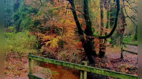 Late autumn colours, Northern Ireland