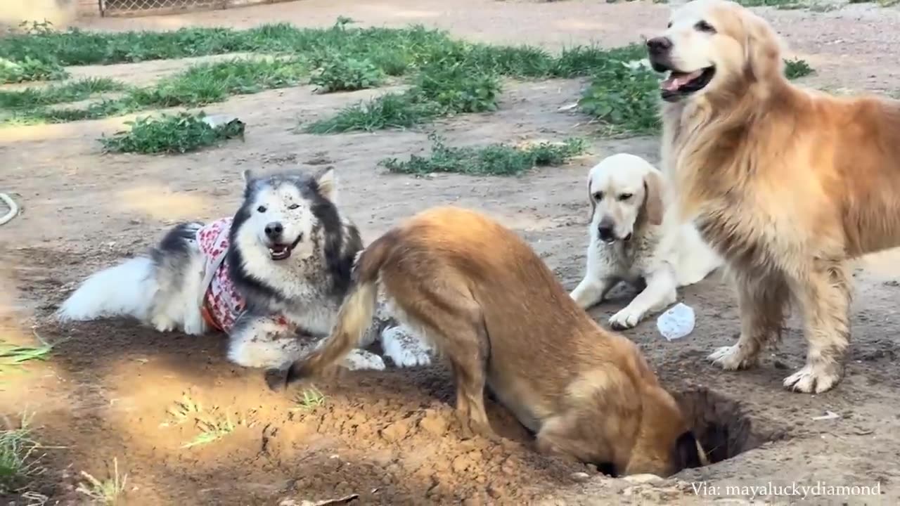 The Best Funny Animal Video Of The Week