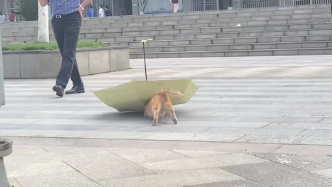 cat and umbrella