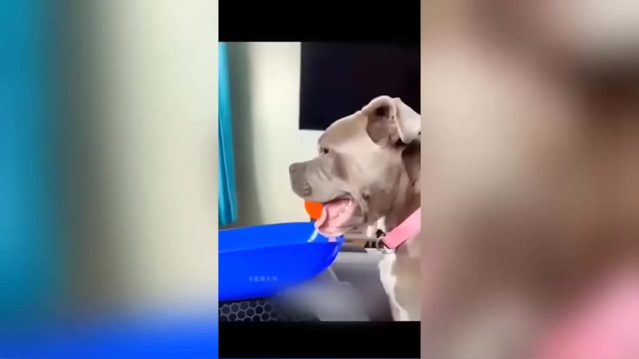 Funniest Animals 😄 New Funny Cats and Dogs Videos 😹🐶