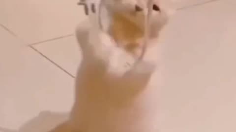Cute kittens