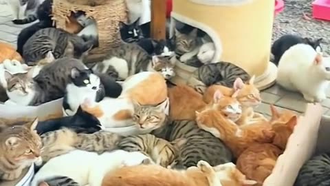 Cute and funny cat video.