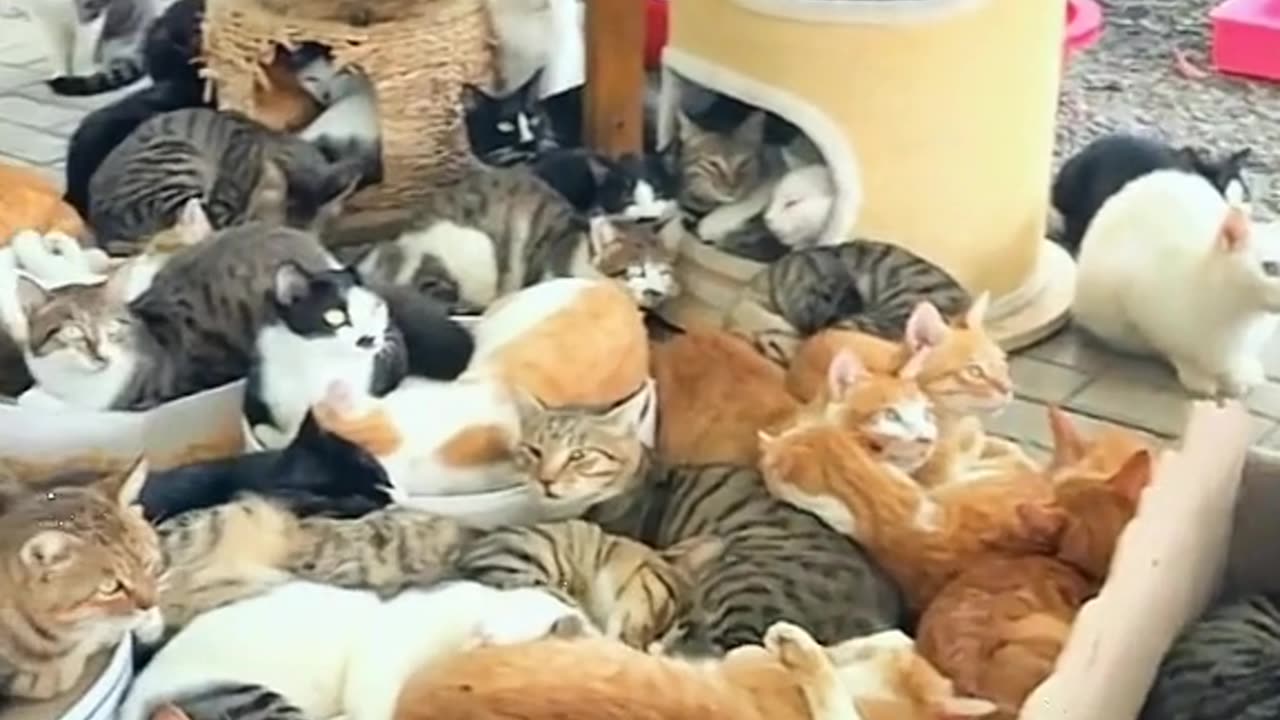 Cute and funny cat video.