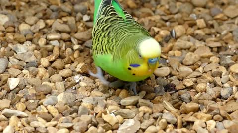 Beautiful green bird