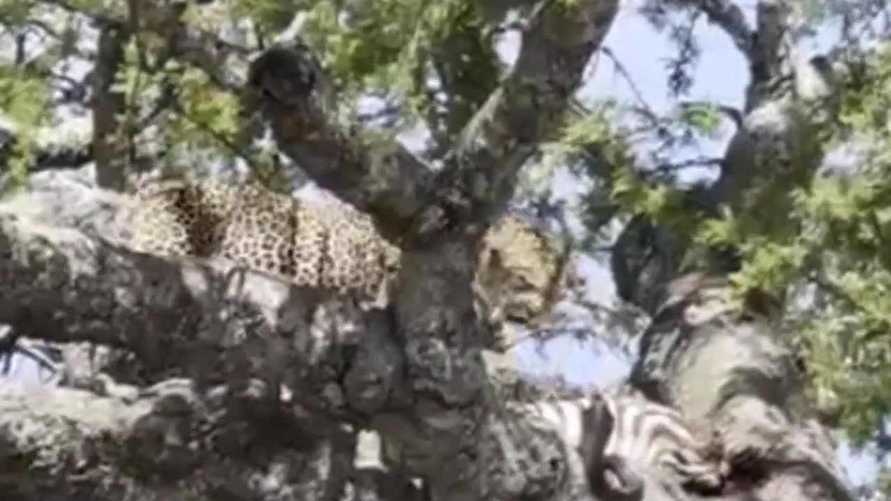 Cobra Chases Leopard Out A Tree Wild Watch And Beyond Serengeti Under Canvas