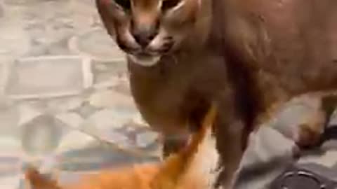 Caracal Pumba Hissing and Eating (ft Izjuma) : Floppa