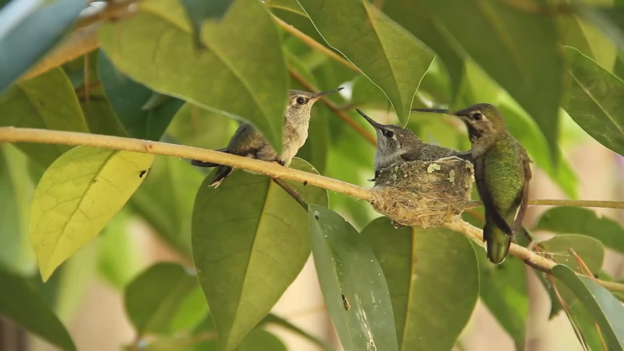 Hummingbird Baby leaves nest and flies for the first time