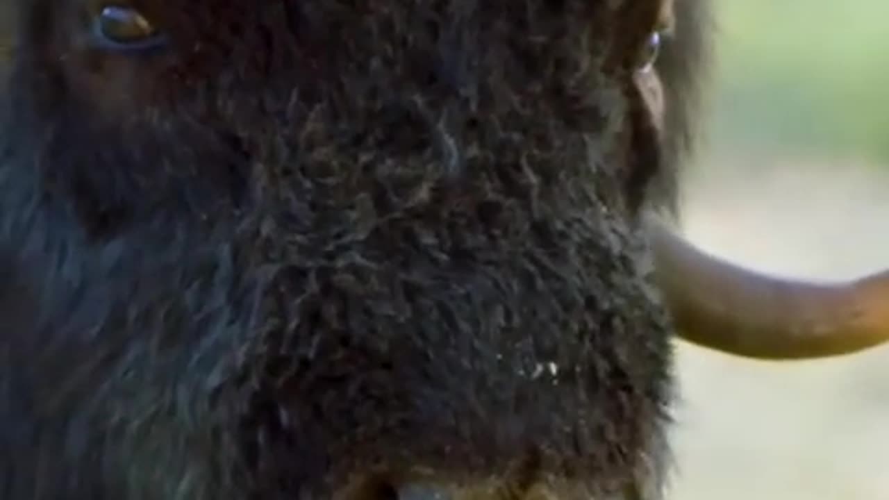 Wild life #animals #wildlife#support# amazing-- video