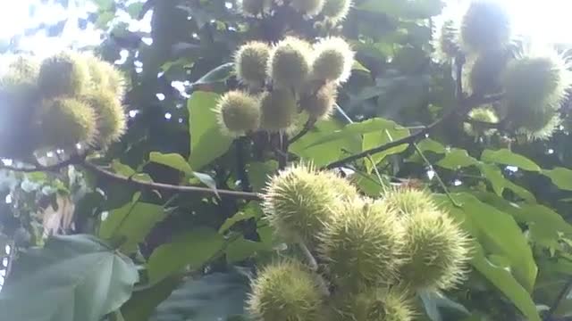 5 cachos com muitos frutos de urucum no jardim botânico, estão verdes [Nature & Animals]