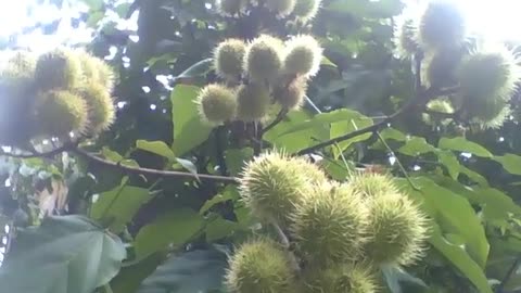 5 cachos com muitos frutos de urucum no jardim botânico, estão verdes [Nature & Animals]