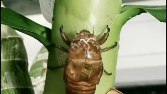 Watch something you have never seen it before