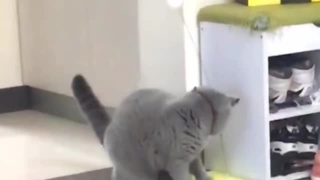 what is the cute cat looking for, cute cat playing