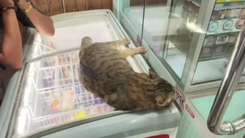 Serenading the Supermarket Cat