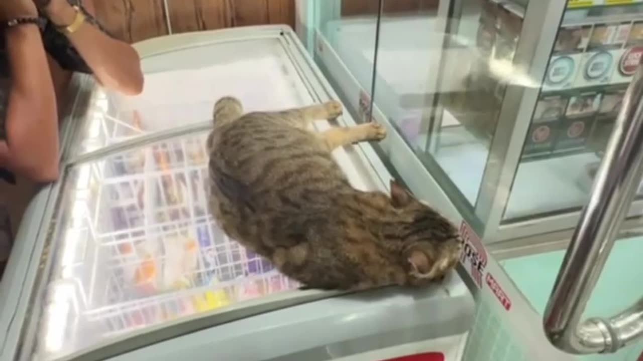 Serenading the Supermarket Cat