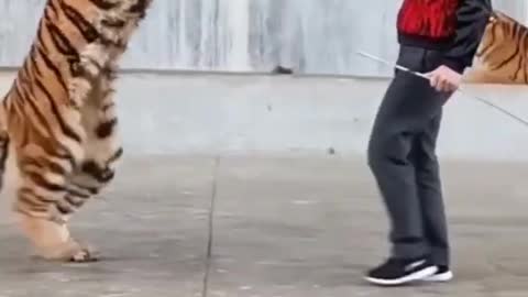 Tiger training # circus show video