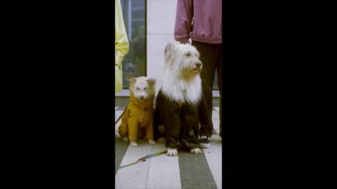 Two Pups Ready for the Gala