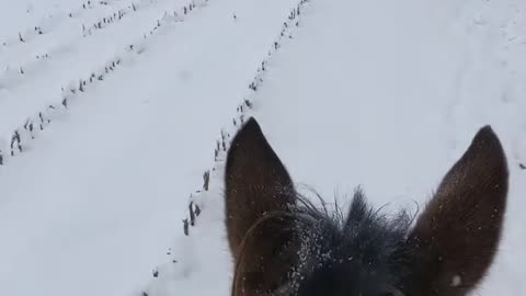 Come along on a Winter Horseback Ride on Avi