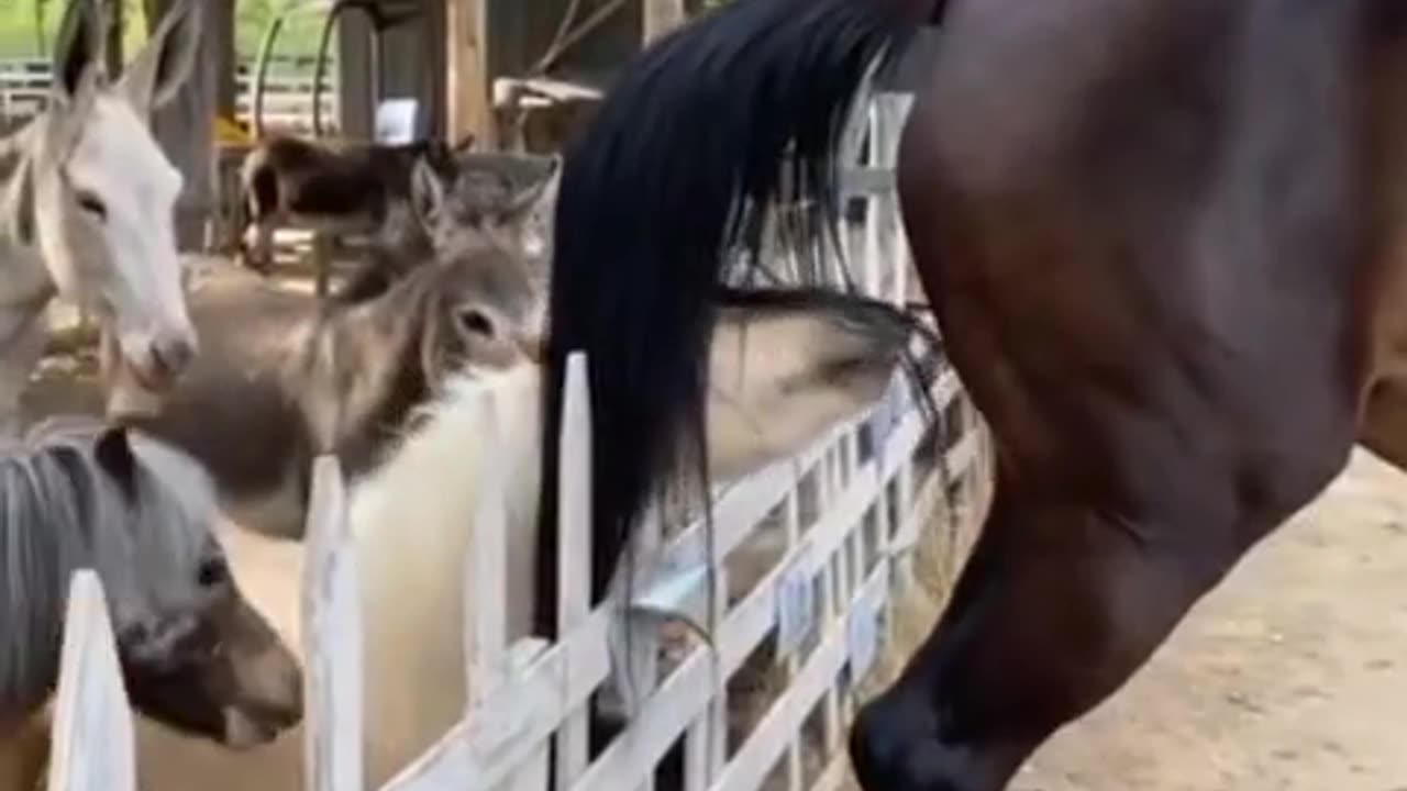 Animal meeting