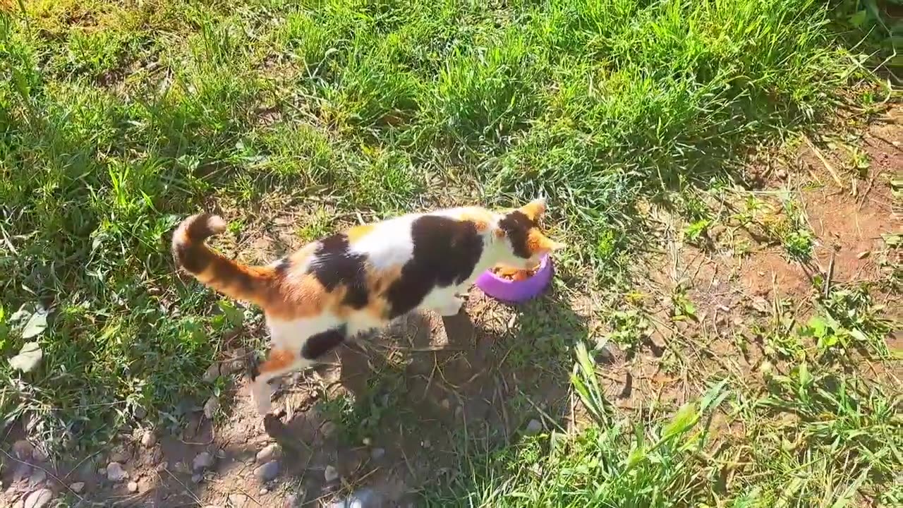 Baby kittens are waiting for their mother. Mother cat eats food