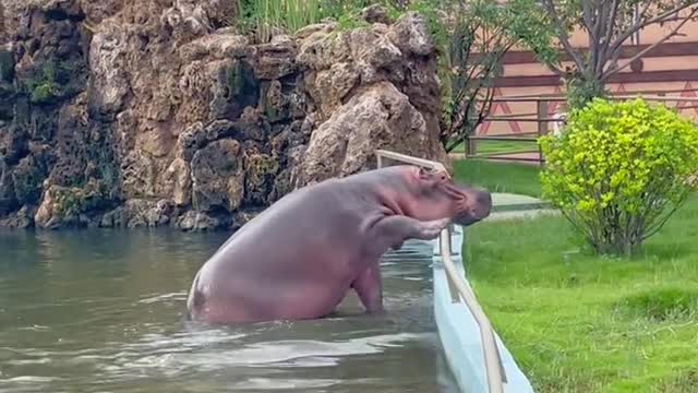 A hippopotamus