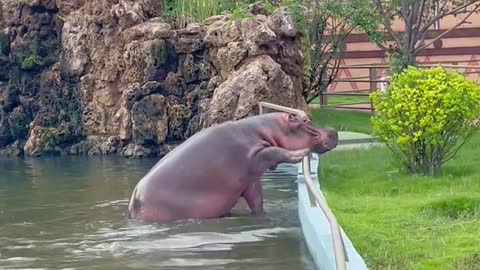 A hippopotamus