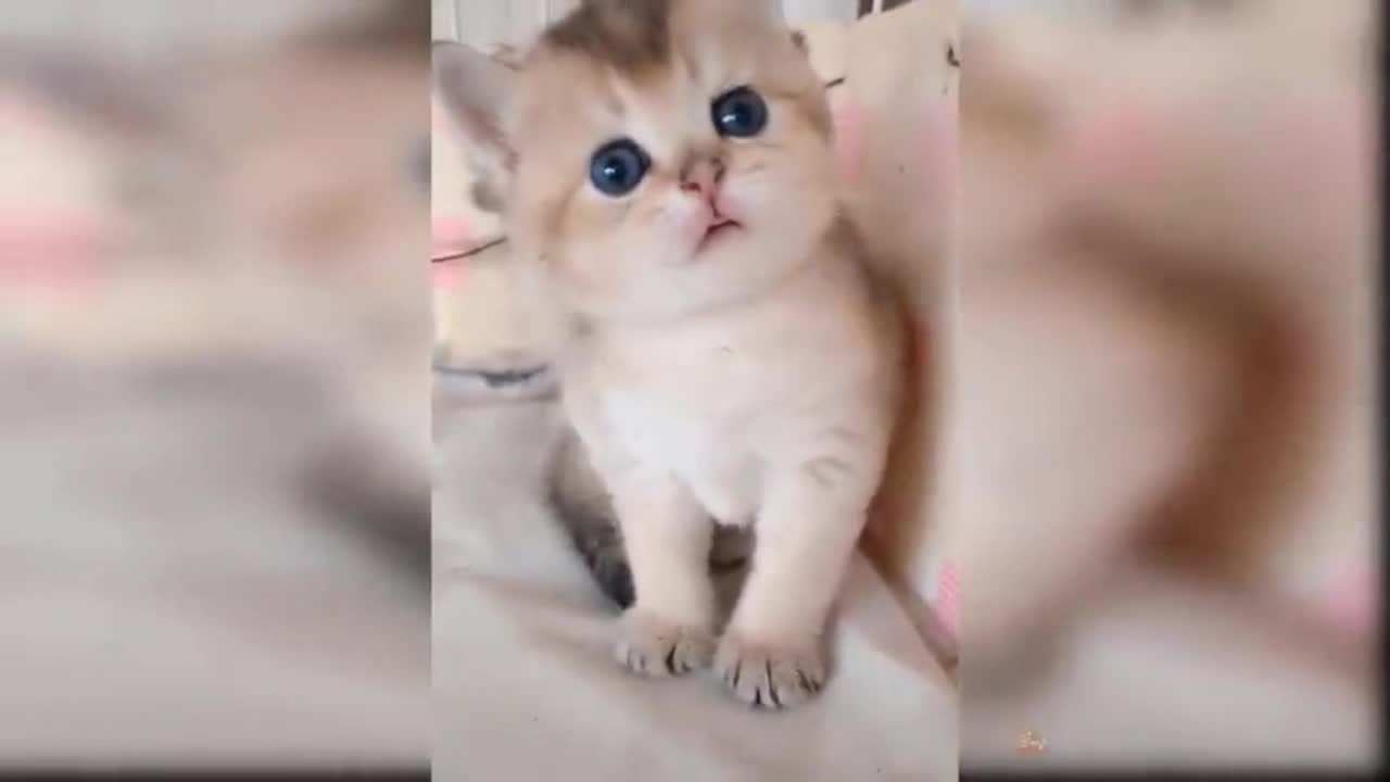 Cute Cat is Looking - Cute Pets