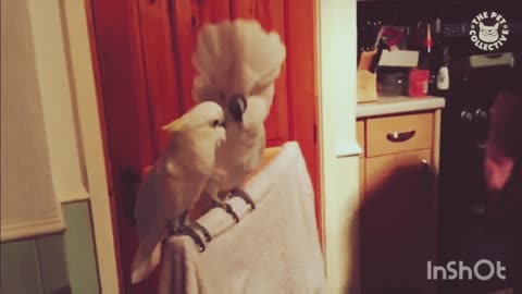 Birds funny video