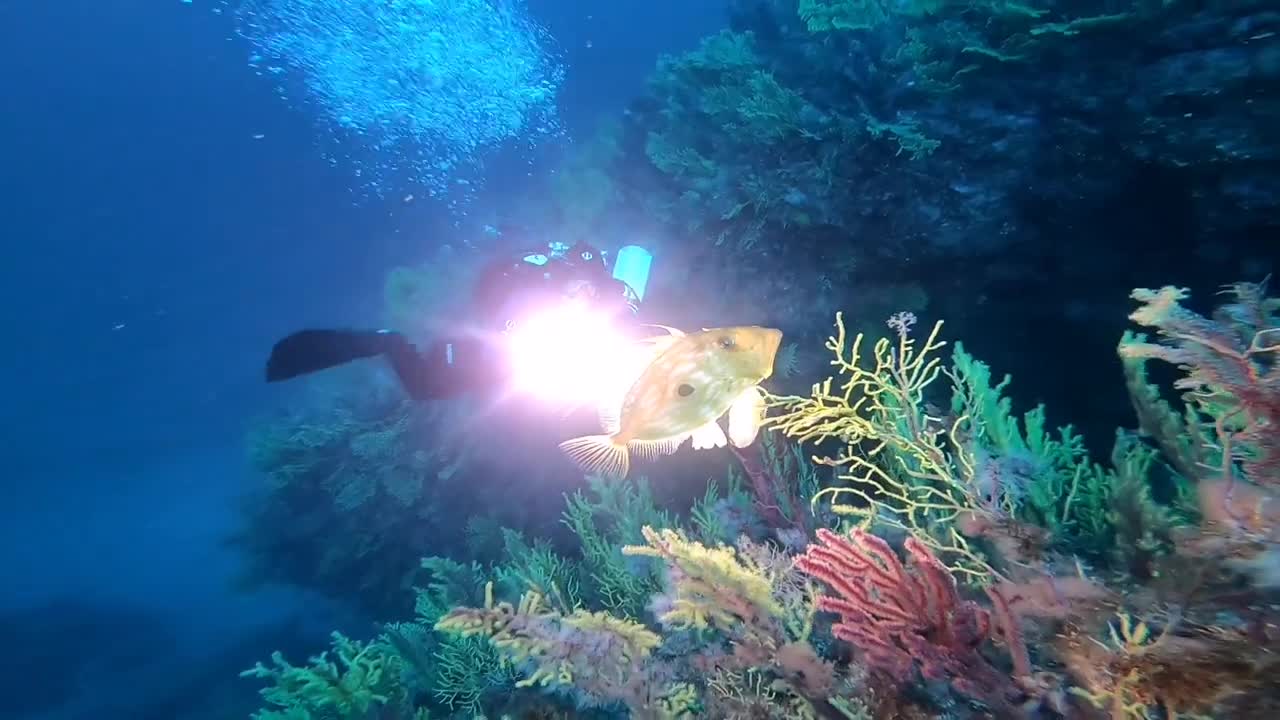 La Montagna in inverno e i suoi San Pietro - SCILLA DIVING CENTER