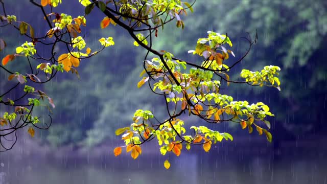 relaxing rain sound in nature