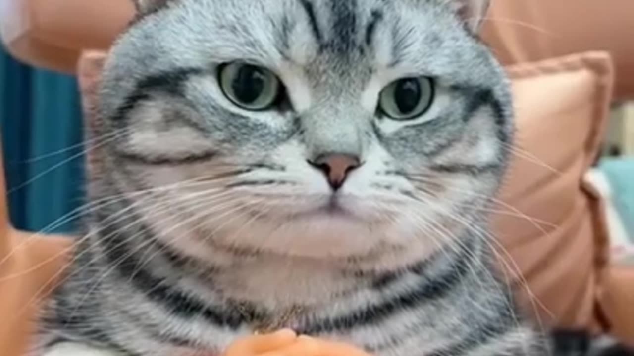 Funny And Cute Animals Short #73