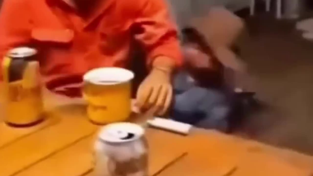 Funny Videos