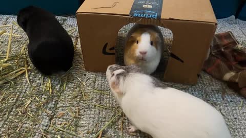 Best guinea pig noises of the wheek!