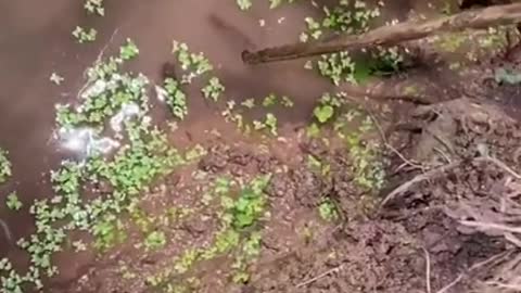 How To Catch Eels with Plier 🐟🐟