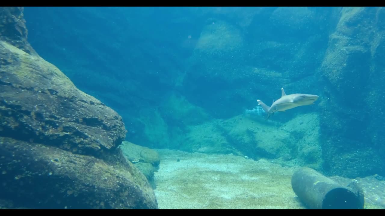 Threats to Sea Turtles. How can we Help?