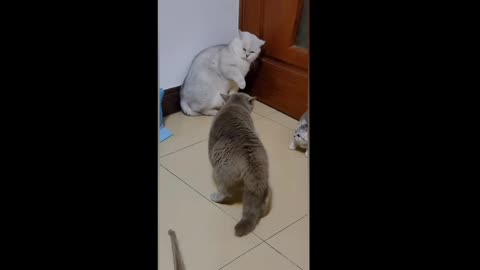 Cat is funny