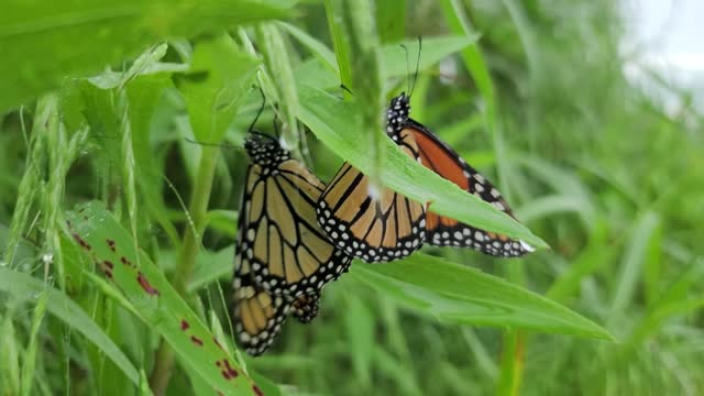 Mating Monarchs