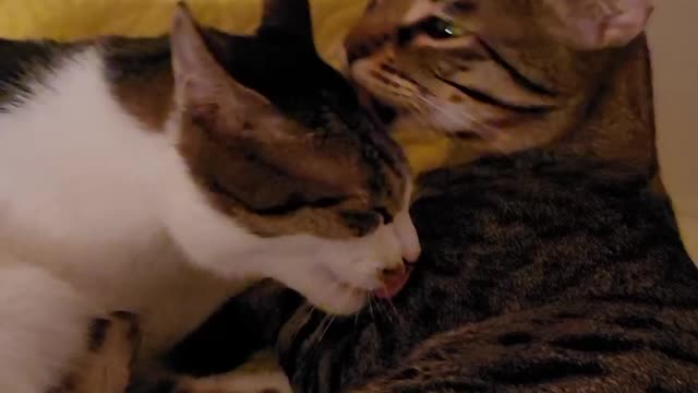 Grooming Cat Brothers