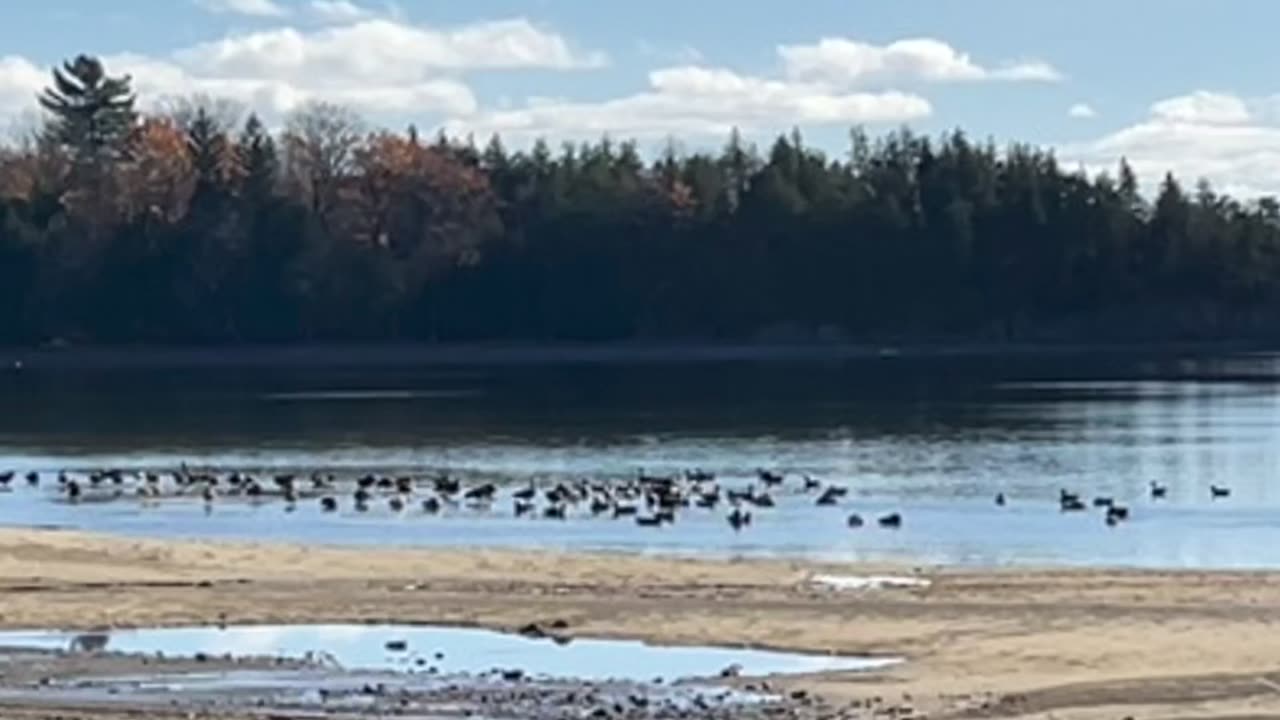 Geese resting in lake