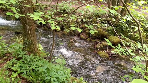 A Shot of a Flowing River in the Forest