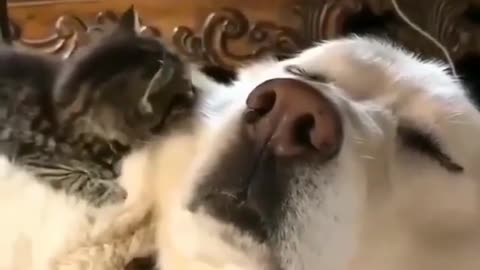 Funny cat