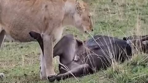 Lions Enjoy Eating wildbeast..