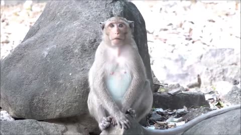 monkeys being familiar with living beside human society | viral monkey