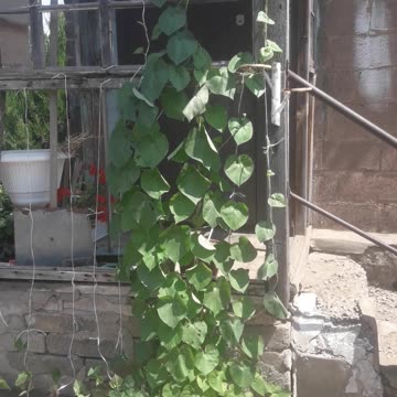 Morning Glory is growing fast