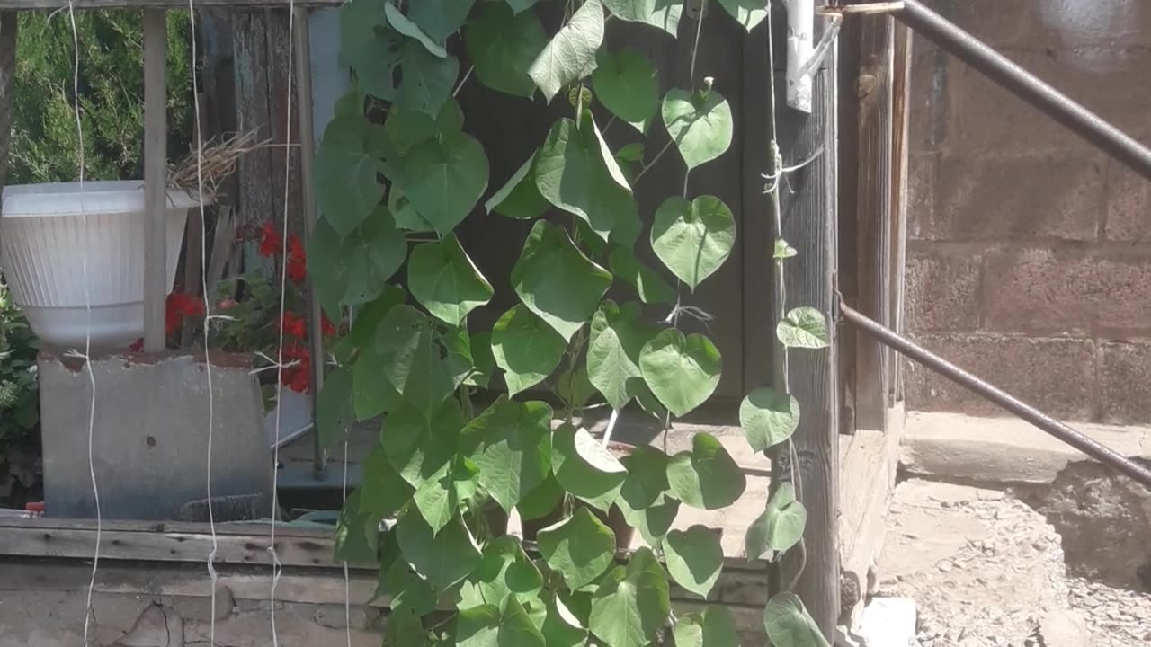 Morning Glory is growing fast