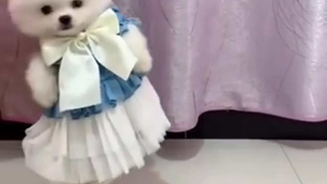 cute pomeranian | dog status video.