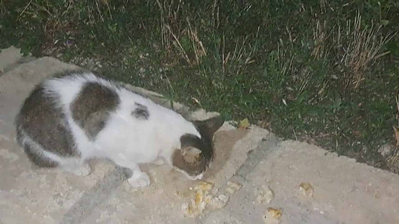 I gave food to the cat who was the evening guest.