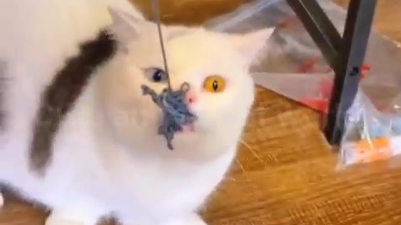 Best funny cat in world 😍❤😘